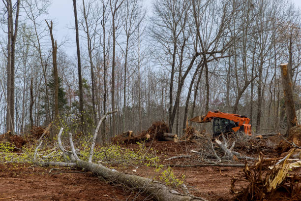 How Our Tree Care Process Works  in  Bridgeville, DE