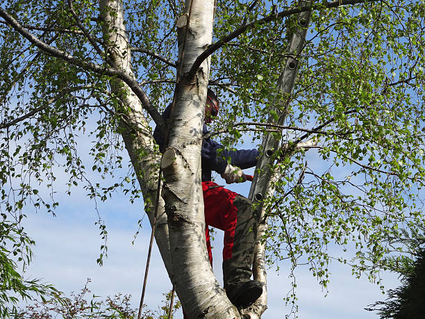 Trusted Bridgeville, DE Tree Removal Services Experts