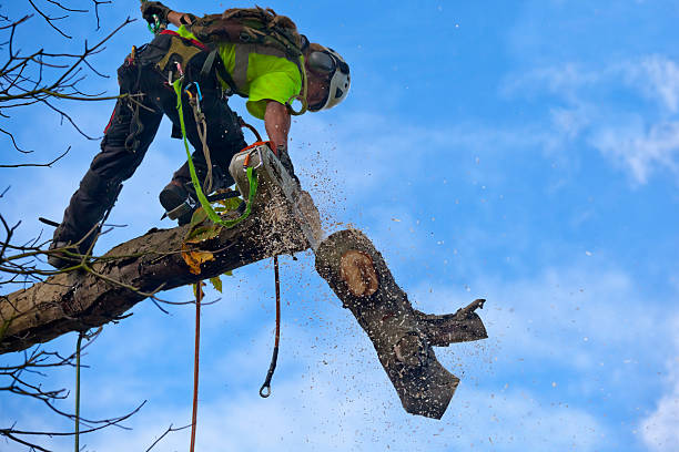 Best Tree Trimming and Pruning  in Bridgeville, DE